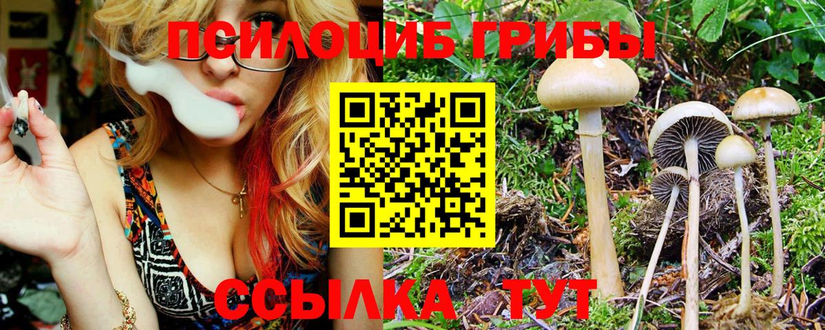 Псилоцибиновые грибы Psilocybine cubensis  Вход с VPN  Елизово 